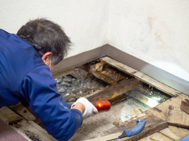 Vado, NM Mold Removal Company