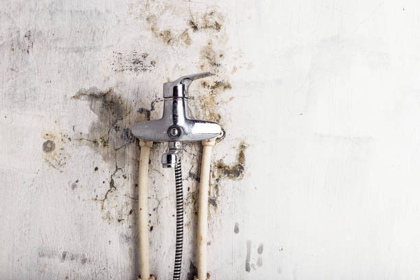 Best Commercial Mold Removal  in Vado, NM
