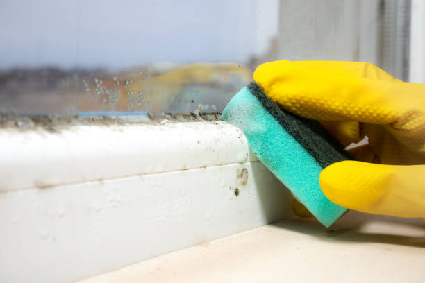 Best Toxic Mold Removal  in Vado, NM